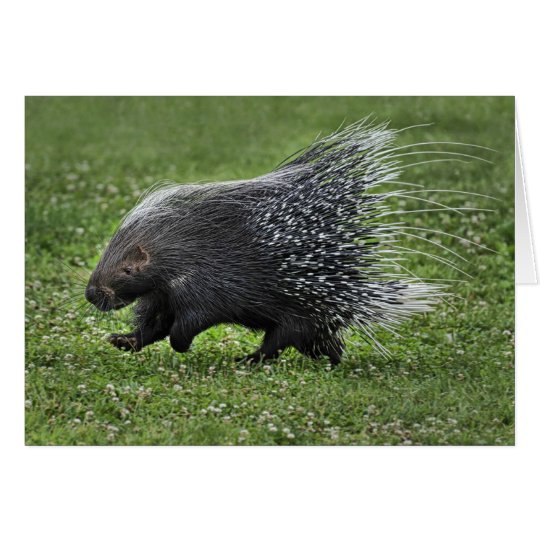 Porcupine Gallop Card