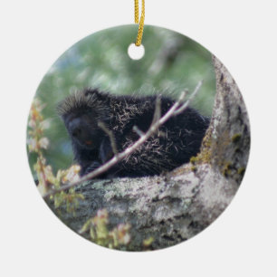 Porcupine In Tree Animal Ornament