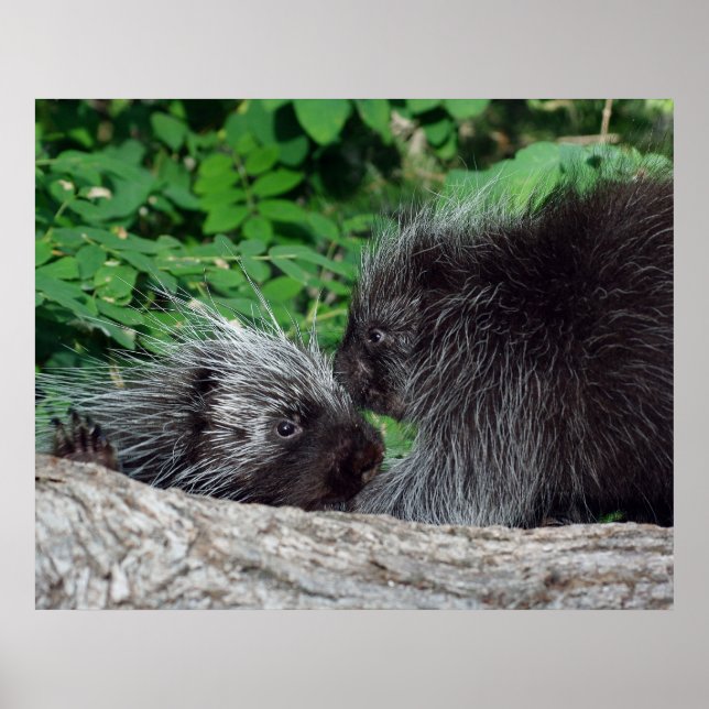 Porcupine - Mum and Baby Poster (Front)
