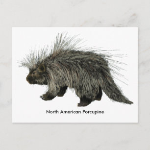 Porcupine Postcard