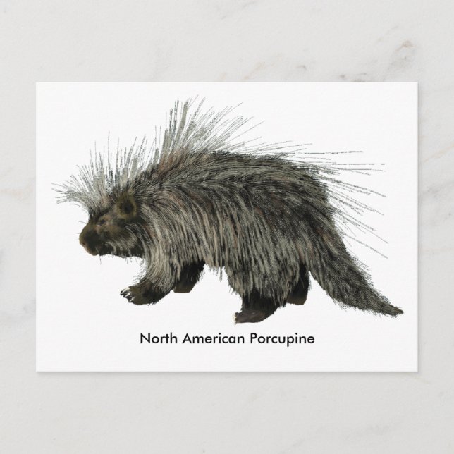 Porcupine Postcard (Front)