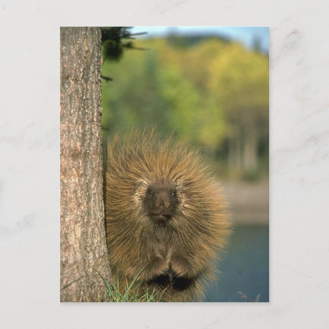 Porcupine Postcard (Front)