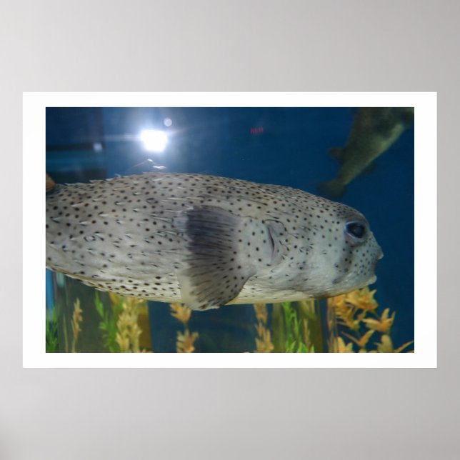 Porcupine Puffer Poster (Front)