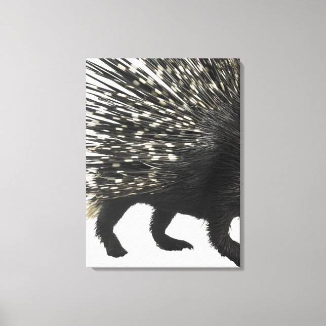 Porcupine quills canvas print (Front)