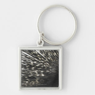 Porcupine quills key ring
