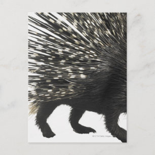 Porcupine quills postcard