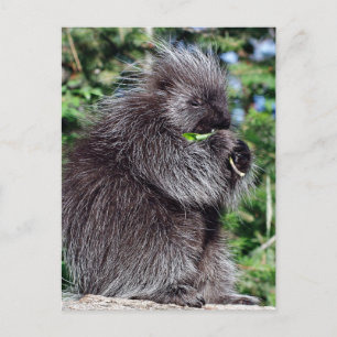 Porcupine Snacking Postcard