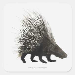 Porcupine Square Sticker
