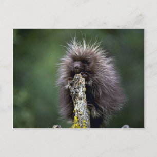 Porcupine-summer-youngster Postcard