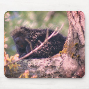 Porcupine Wildlife Animal Nature Mouse Mat