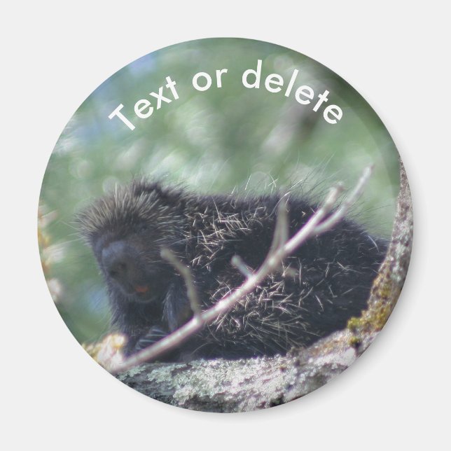 Porcupine Wildlife Animal Nature Personalised Magnet (Front)