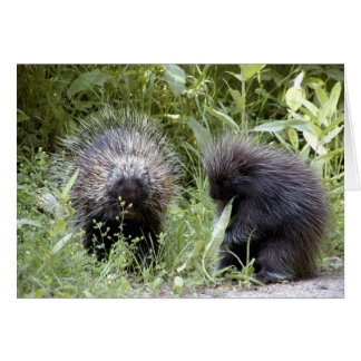 porcupines