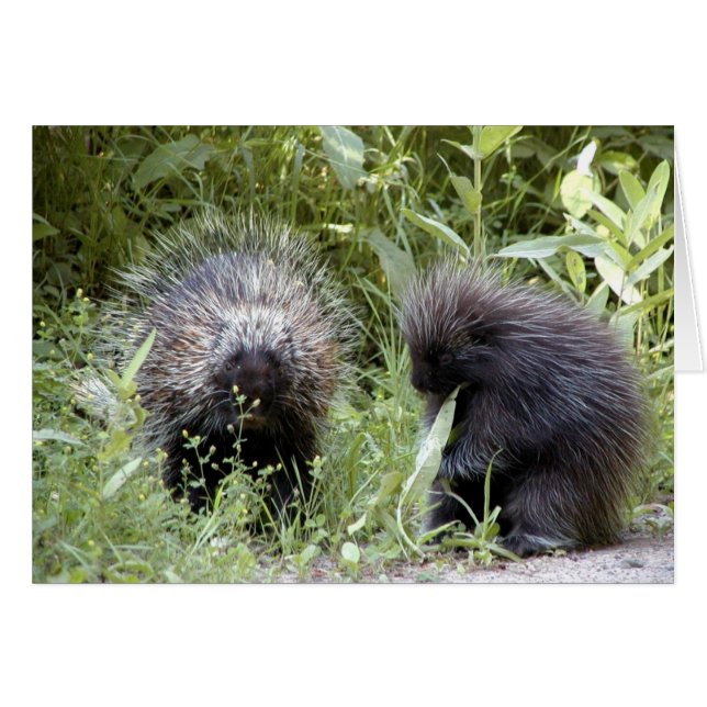 porcupines (Front Horizontal)