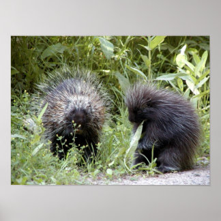 porcupines poster