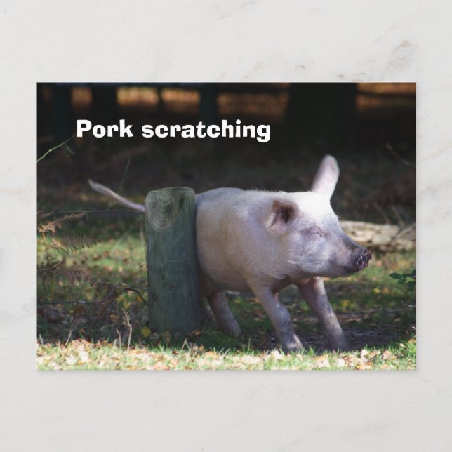 'Pork scratching' postcard (Front)