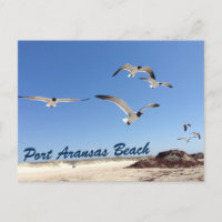 Port Aransas Beach Seagull Photography Pretty
