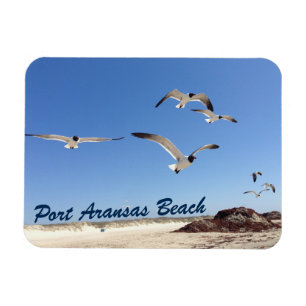 Port Aransas Seagull Photography Pretty Beach Magnet