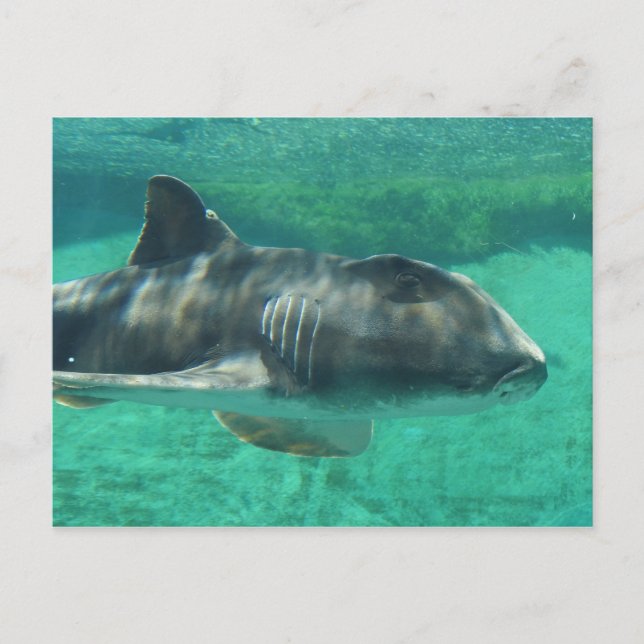 Port Jackson Shark Postcard (Front)