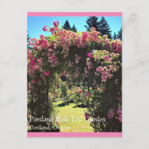 Portland Rose Garden, OR Postcard