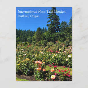 Portland Rose Garden, OR Postcard