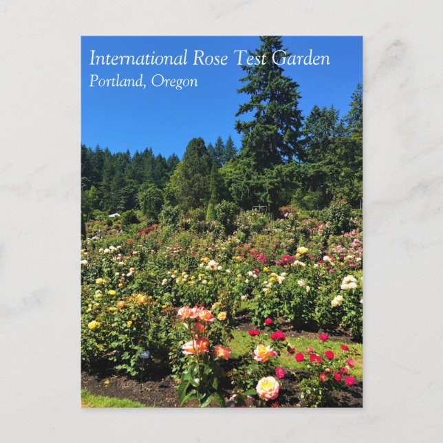 Portland Rose Garden, OR Postcard (Front)