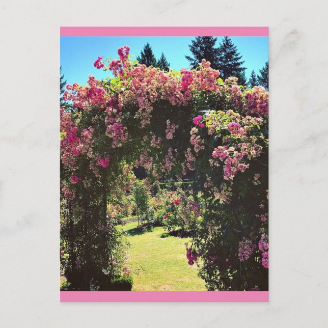 Portland Rose Garden, OR Postcard (Front)