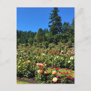 Portland Rose Garden, OR Postcard