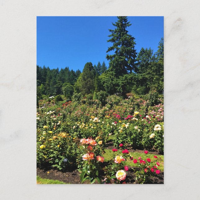 Portland Rose Garden, OR Postcard (Front)