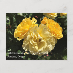 Portland Rose Garden, OR Postcard
