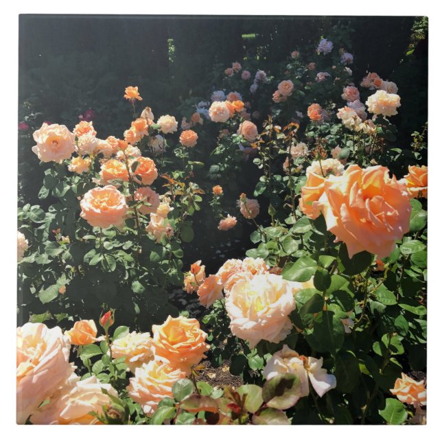 Portland Rose Garden, OR Tile (Front)