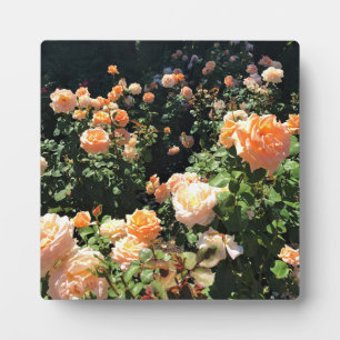 Portland Rose Garden Plaque