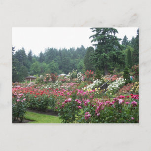 Portland Rose Garden. Postcard