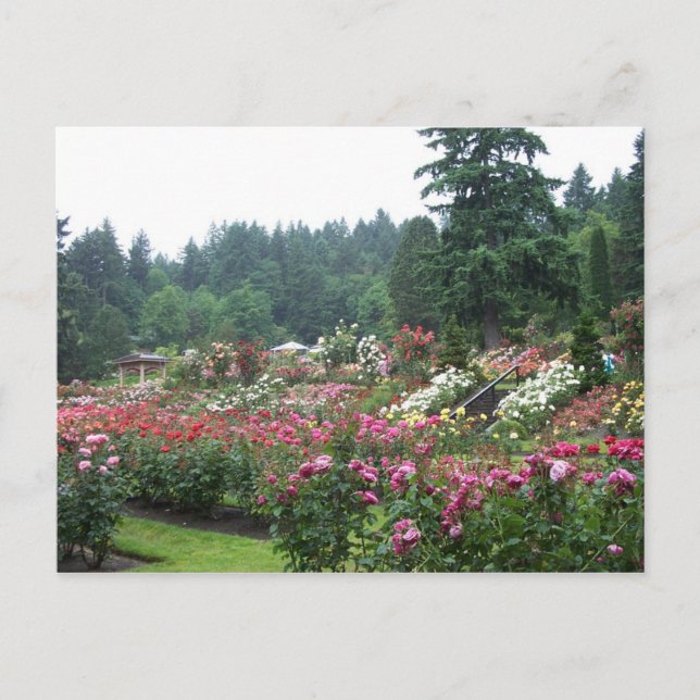 Portland Rose Garden. Postcard (Front)