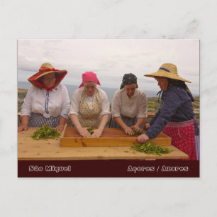 Porto Formoso tea gardens Postcard