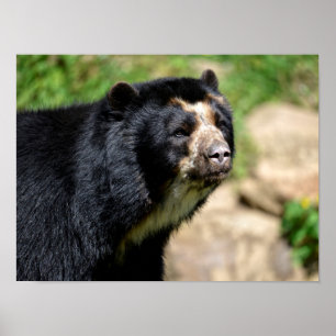 Portrait Andean bear Poster