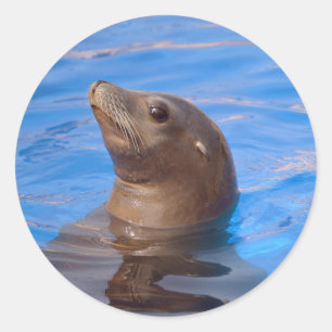 Portrait California Sea Lion Classic Round Sticker