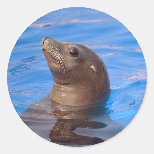 Portrait California Sea Lion Classic Round Sticker (Front)