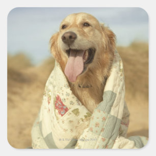 Portrait dog on beach under quilt. Fall Square Sticker