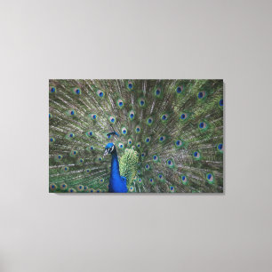 portrait, feathers, colourful, peacock, outdoors, canvas print
