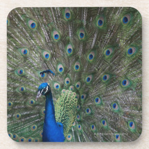 portrait, feathers, colourful, peacock, outdoors, coaster