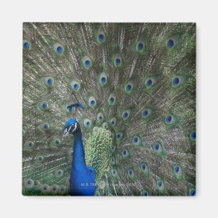 portrait, feathers, colourful, peacock, outdoors, magnet