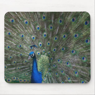 portrait, feathers, colourful, peacock, outdoors, mouse mat