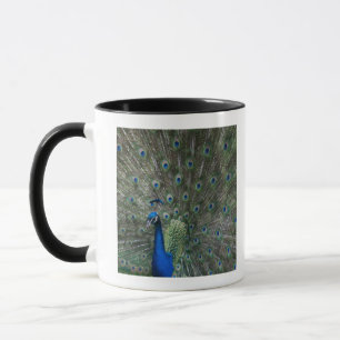 portrait, feathers, colourful, peacock, outdoors, mug