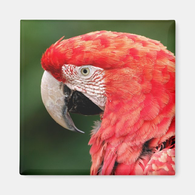 Portrait green-winged macaw magnet (Front)