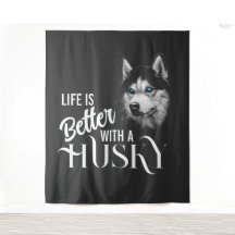 Portrait Head Siberian Husky With Blue Eyes