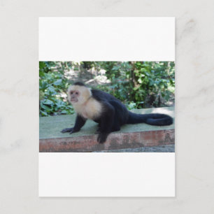 Portrait.JPG Postcard