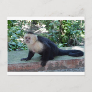 Portrait.JPG Postcard