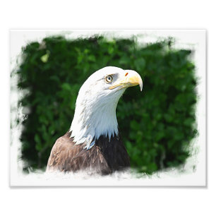 Portrait of a Bald Eagle Photo Print