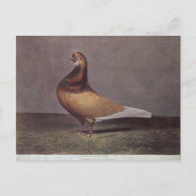 Portrait of a Beard Pigeon Postcard (Front)