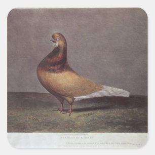 Portrait of a Beard Pigeon Square Sticker